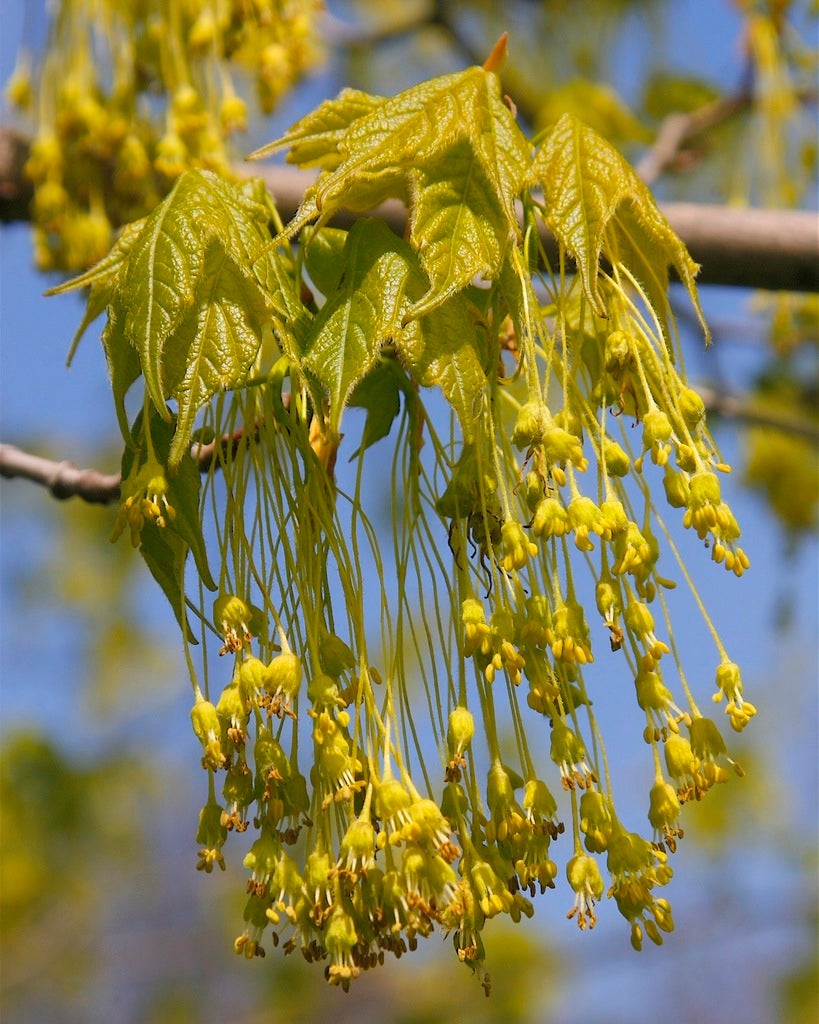 Acer nigrum, Black Maple | Trinkets & Thyme