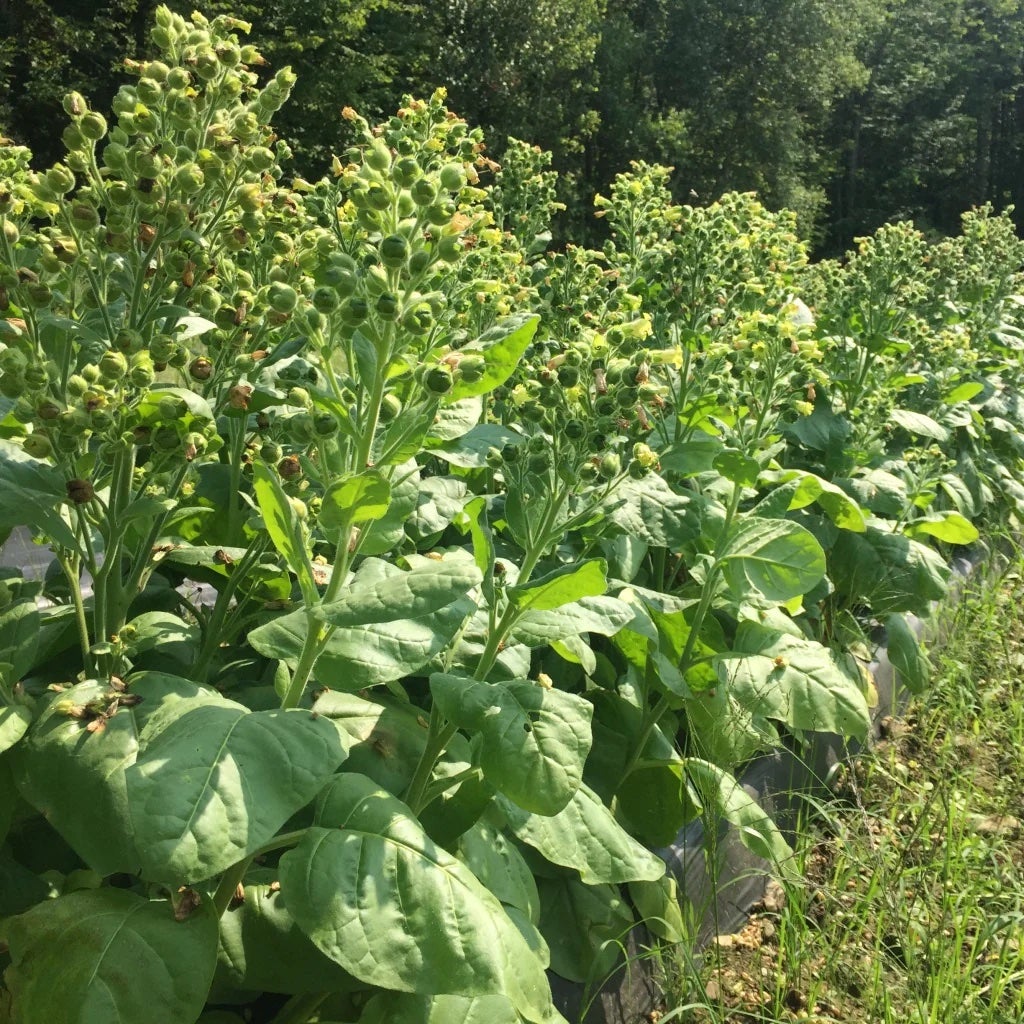 wild aztec tobacco Nicotiana rustica, Aztec Tobacco