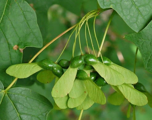 Acer nigrum, Black Maple | Trinkets & Thyme