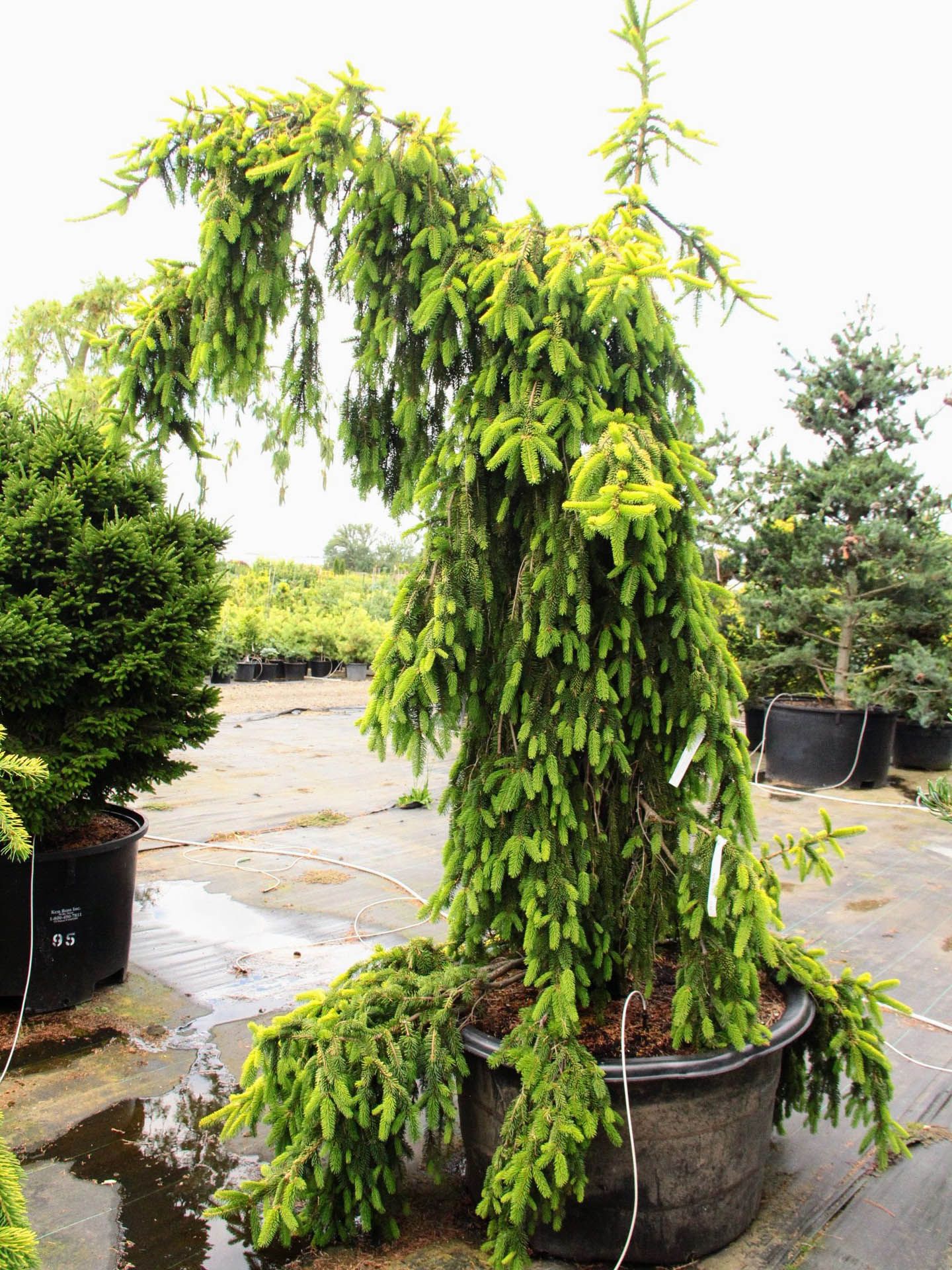 Picea abies 'Gold Drift', Gold Drift Norway Spruce | Trinkets & Thyme