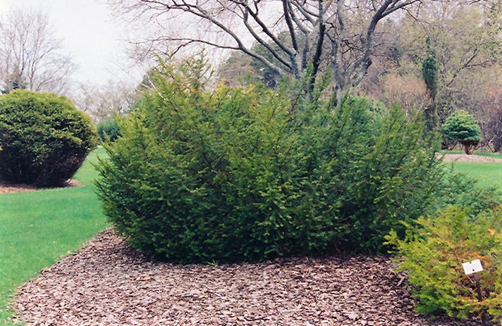 thuja tropfen wirkung Thuja Öl aus Korea – Ätherisches Öl (Thuja orientalis) – ESSENCE-PUR