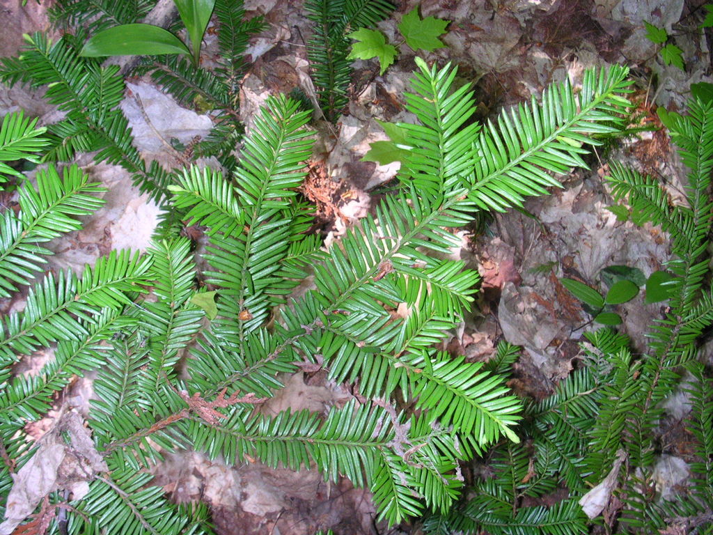 Taxus canadensis, Canada Yew | Trinkets & Thyme