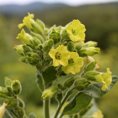 wild aztec tobacco Nicotiana rustica, Aztec Tobacco